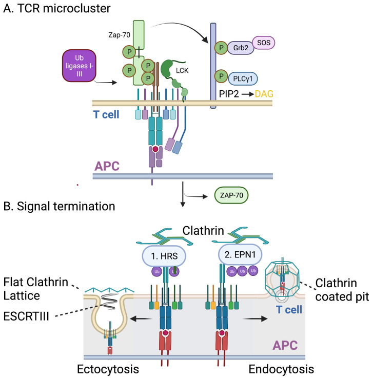 Recent advances in understanding TCR signaling: a synaptic perspective.