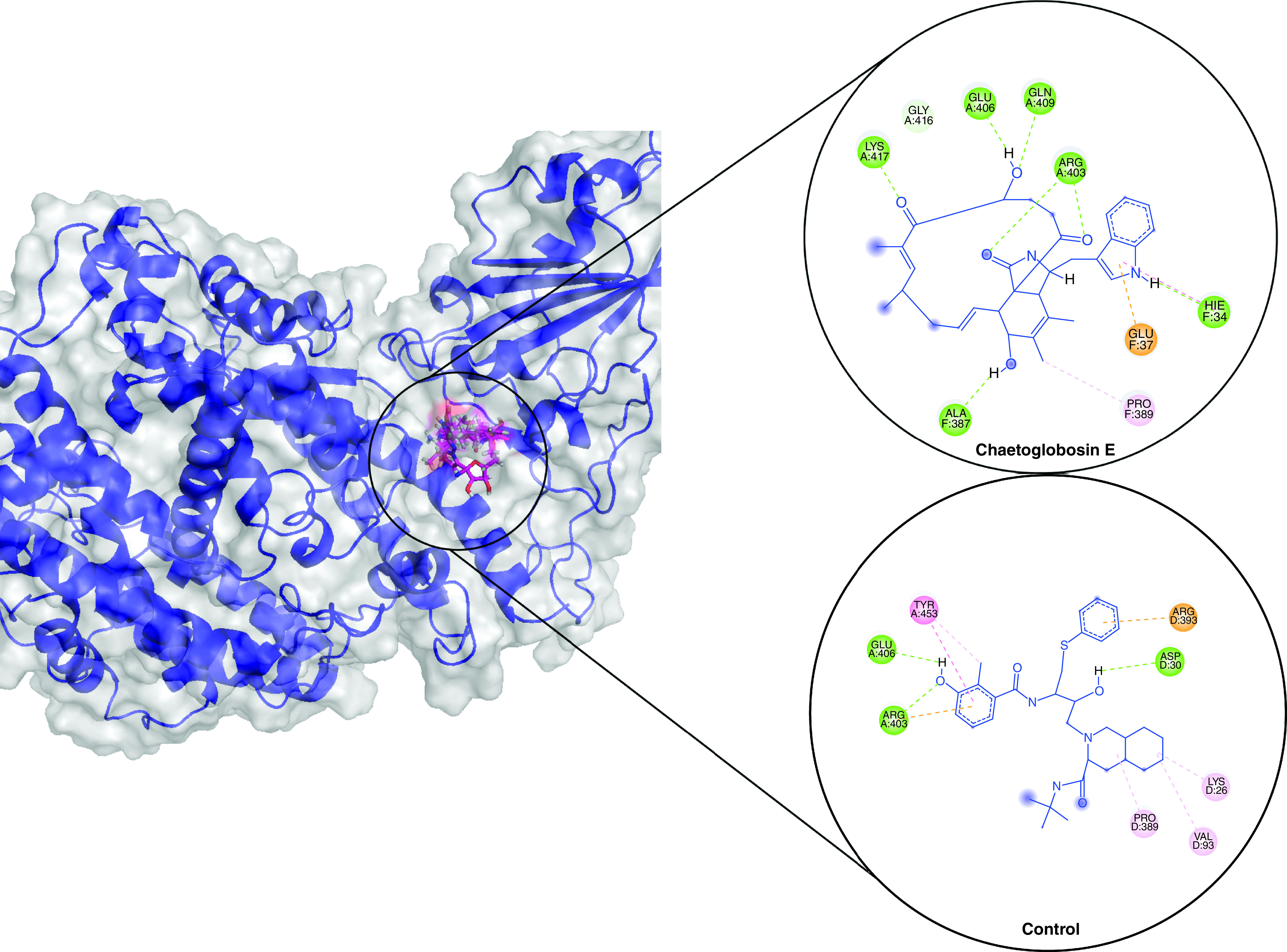 <i>In silico</i> identification of deep-sea fungal alkaloids as potential inhibitors of SARS-CoV-2, Delta and Omicron spikes.