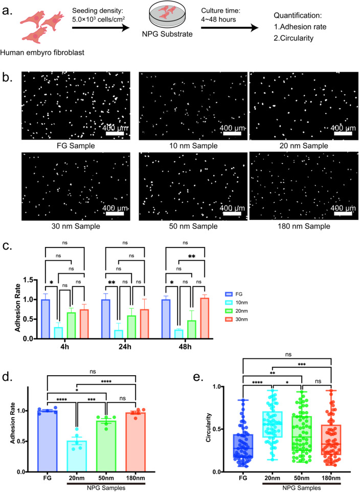 Unusual effects of a nanoporous gold substrate on cell adhesion and differentiation because of independent multi-branch signaling of focal adhesions