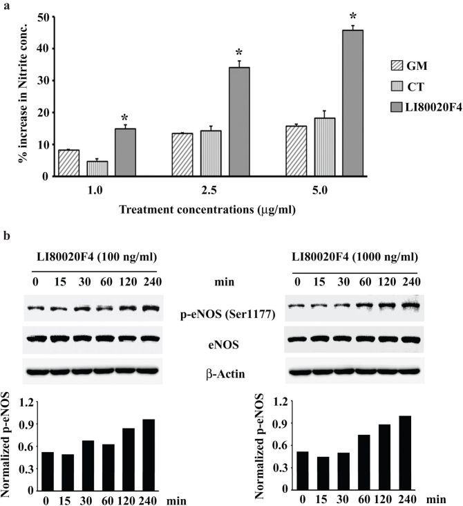 A synergistic blend of <i>Garcinia mangostana</i> fruit rind and <i>Cinnamomum tamala</i> leaf extracts enhances myogenic differentiation and mitochondrial biogenesis <i>in vitro</i> and muscle growth and strength in mice.