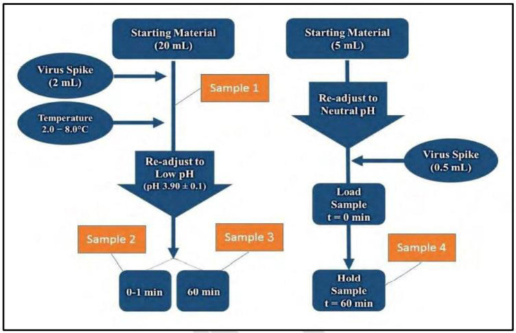 Evaluating the viral clearance ability of continuous monoclonal antibody purification steps, in order to inactivate and/or remove four model viruses.