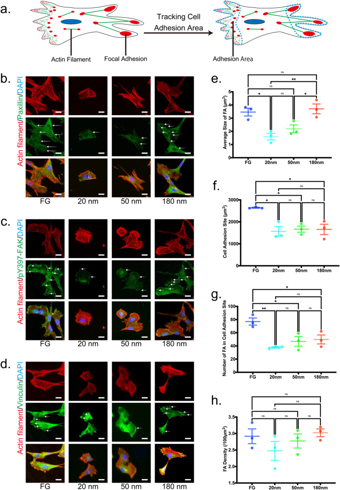 Unusual effects of a nanoporous gold substrate on cell adhesion and differentiation because of independent multi-branch signaling of focal adhesions