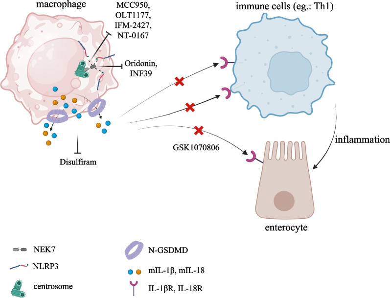 The 'speck'-tacular oversight of the NLRP3-pyroptosis pathway on gastrointestinal inflammatory diseases and tumorigenesis.