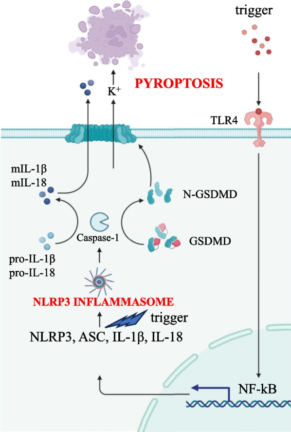 The 'speck'-tacular oversight of the NLRP3-pyroptosis pathway on gastrointestinal inflammatory diseases and tumorigenesis.