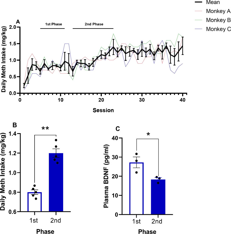 Repeated methamphetamine exposure decreases plasma brain-derived neurotrophic factor levels in rhesus monkeys.