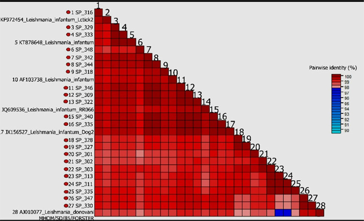 Genetic variability of Leishmania (Leishmania) infantum causing human visceral leishmaniasis in the Southeastern Brazil.