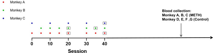 Repeated methamphetamine exposure decreases plasma brain-derived neurotrophic factor levels in rhesus monkeys.