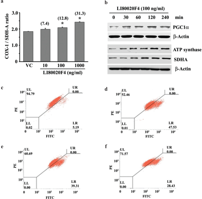 A synergistic blend of <i>Garcinia mangostana</i> fruit rind and <i>Cinnamomum tamala</i> leaf extracts enhances myogenic differentiation and mitochondrial biogenesis <i>in vitro</i> and muscle growth and strength in mice.