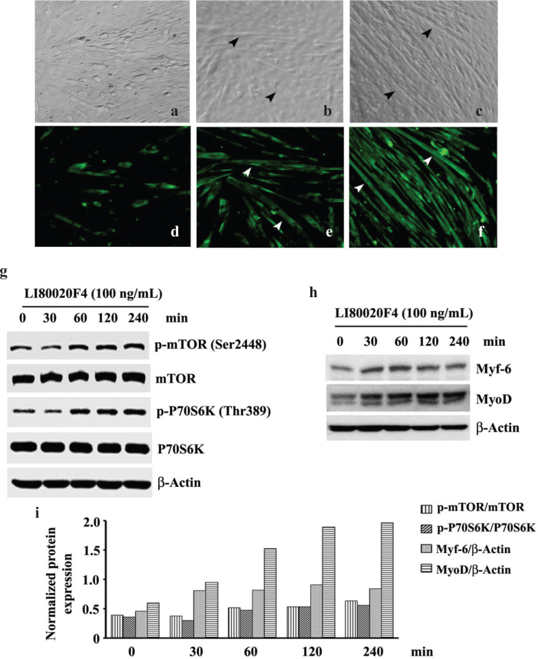 A synergistic blend of <i>Garcinia mangostana</i> fruit rind and <i>Cinnamomum tamala</i> leaf extracts enhances myogenic differentiation and mitochondrial biogenesis <i>in vitro</i> and muscle growth and strength in mice.