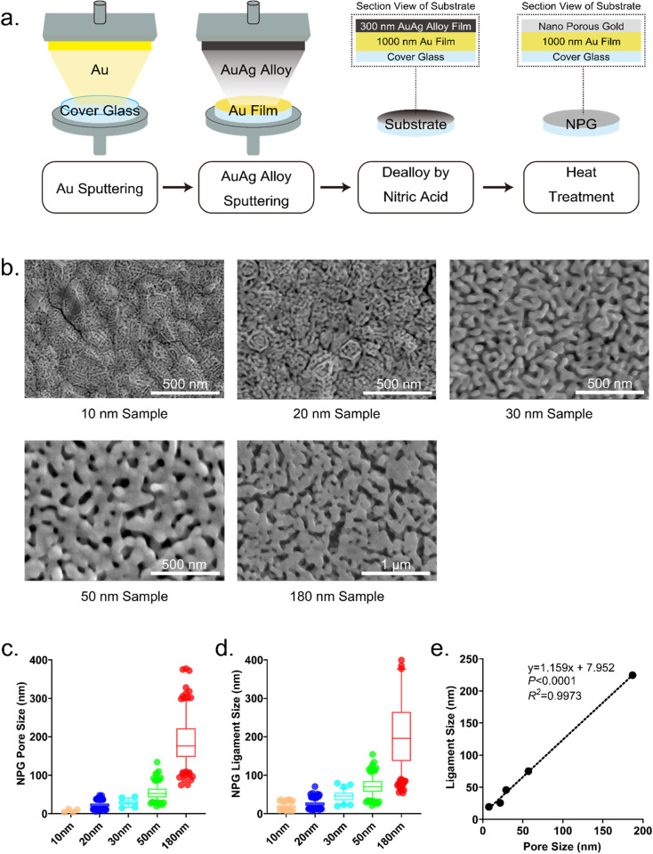 Unusual effects of a nanoporous gold substrate on cell adhesion and differentiation because of independent multi-branch signaling of focal adhesions