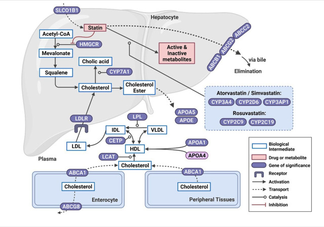 Pharmacogenomics of response to statin treatment and susceptibility to statin-induced adverse drug reactions in Asians: a scoping review.