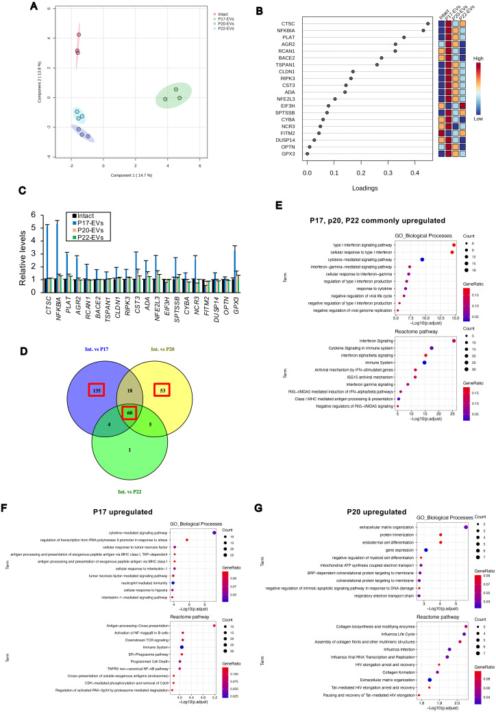 Global analyses and potential effects of extracellular vesicles on the establishment of conceptus implantation during the peri-implantation period.