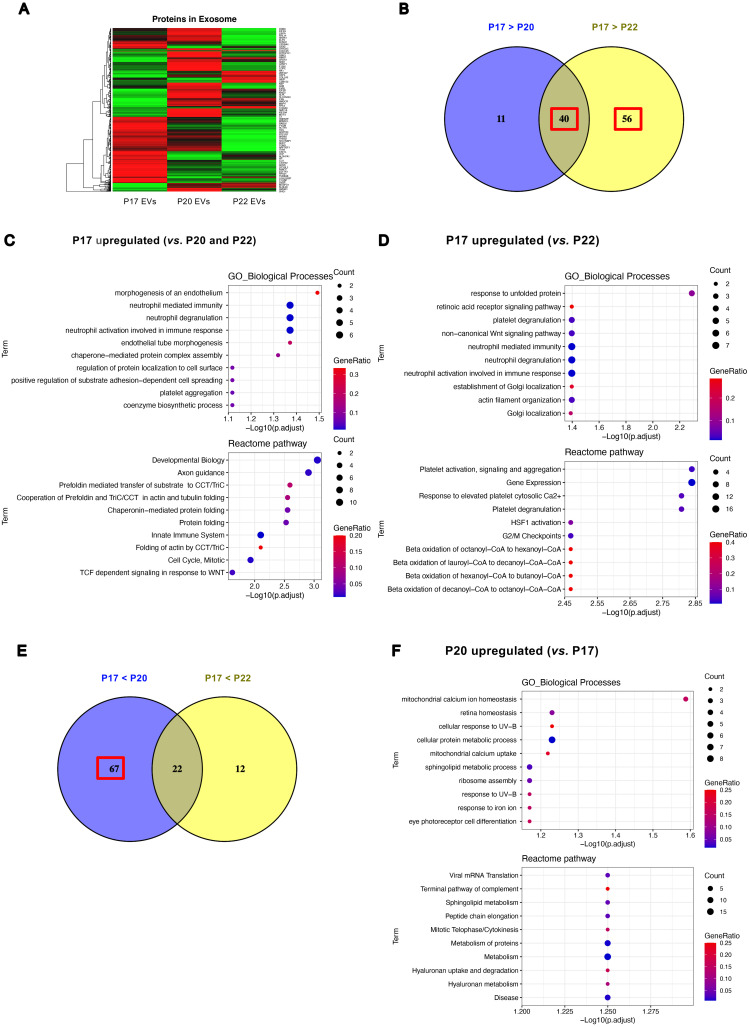 Global analyses and potential effects of extracellular vesicles on the establishment of conceptus implantation during the peri-implantation period.