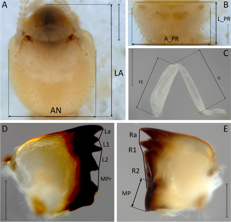 Ecology, behavior and bionomics: functional response of Heterotermes tenuis Hagen (Insecta: Blattaria: Isoptera: Rhinotermitidae) in forests of the Colombian Orinoquía.