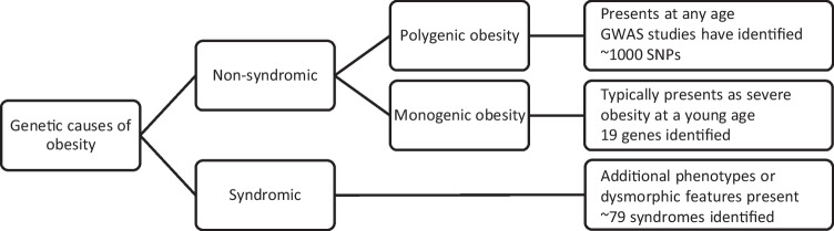 Individualised prescription of medications for treatment of obesity in adults.