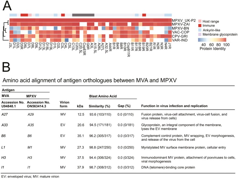 Efficacy of smallpox vaccines against Mpox infections in humans.