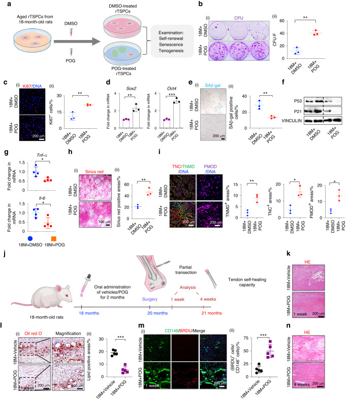 Prim-O-glucosylcimifugin ameliorates aging-impaired endogenous tendon regeneration by rejuvenating senescent tendon stem/progenitor cells.