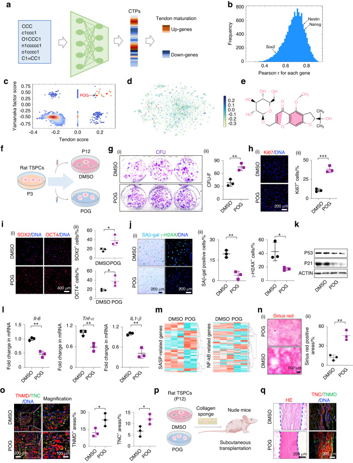 Prim-O-glucosylcimifugin ameliorates aging-impaired endogenous tendon regeneration by rejuvenating senescent tendon stem/progenitor cells.