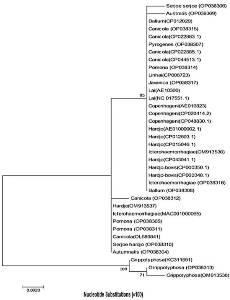 Improvement the expression and purification of Loa22: a lipoprotein with OmpA domain from pathogenic <i>Leptospira</i> serovars.