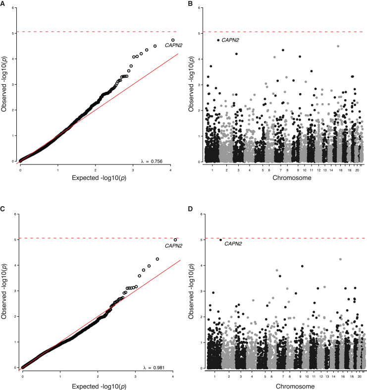 Rare variants in <i>CAPN2</i> increase risk for isolated hypoplastic left heart syndrome.