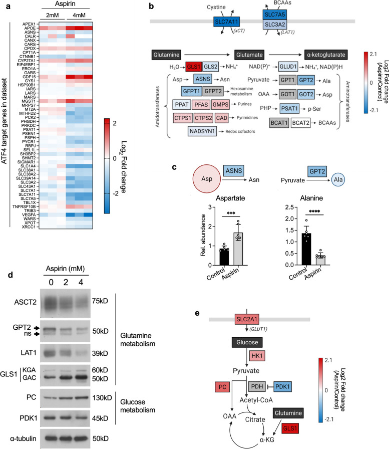 Aspirin reprogrammes colorectal cancer cell metabolism and sensitises to glutaminase inhibition.