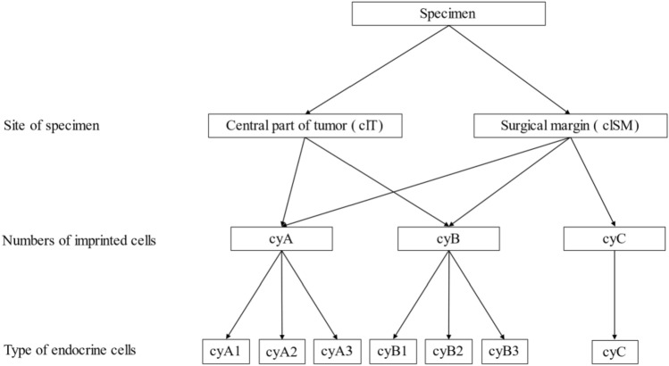 Touch imprint cytology is useful for the intraoperative pathological diagnosis of PitNETs' surgical margins.