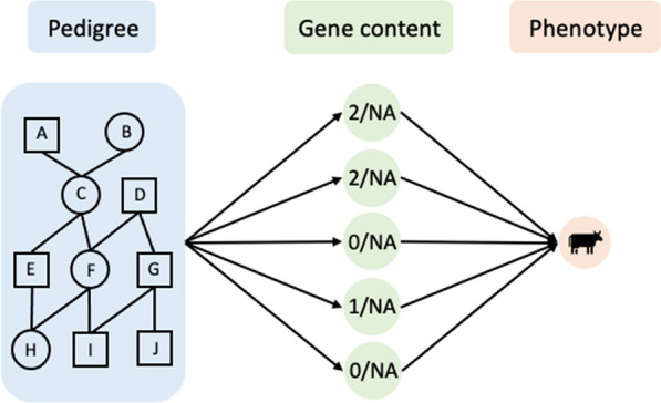 Interpreting single-step genomic evaluation as a neural network of three layers: pedigree, genotypes, and phenotypes.