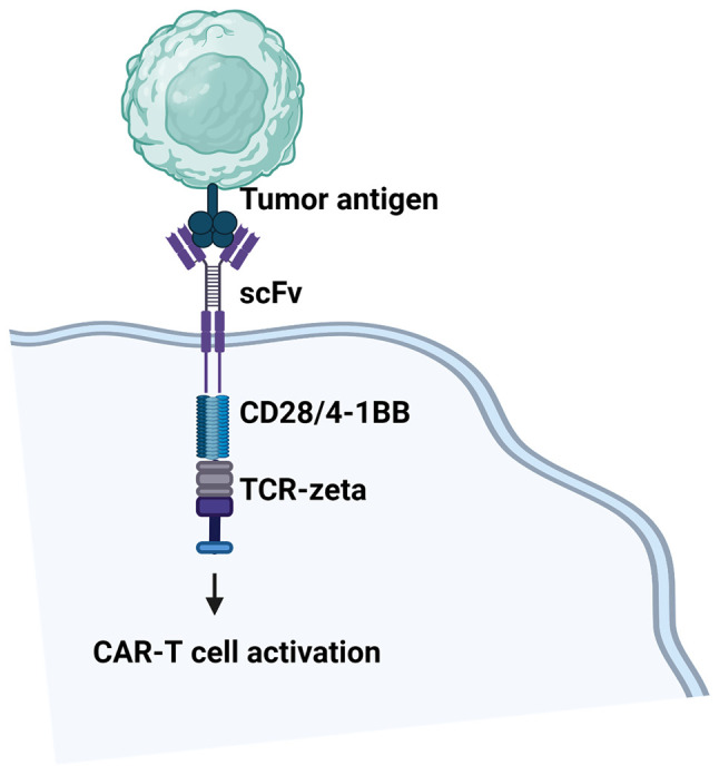 Investigating chimeric antigen receptor T cell therapy and the potential for cancer immunotherapy (Review).