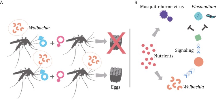 Impact of the microbiome on mosquito-borne diseases.