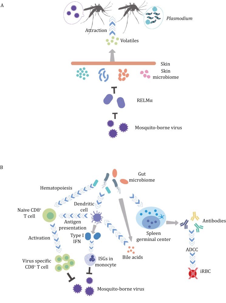 Impact of the microbiome on mosquito-borne diseases.