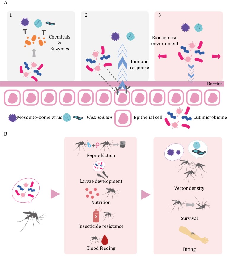 Impact of the microbiome on mosquito-borne diseases.