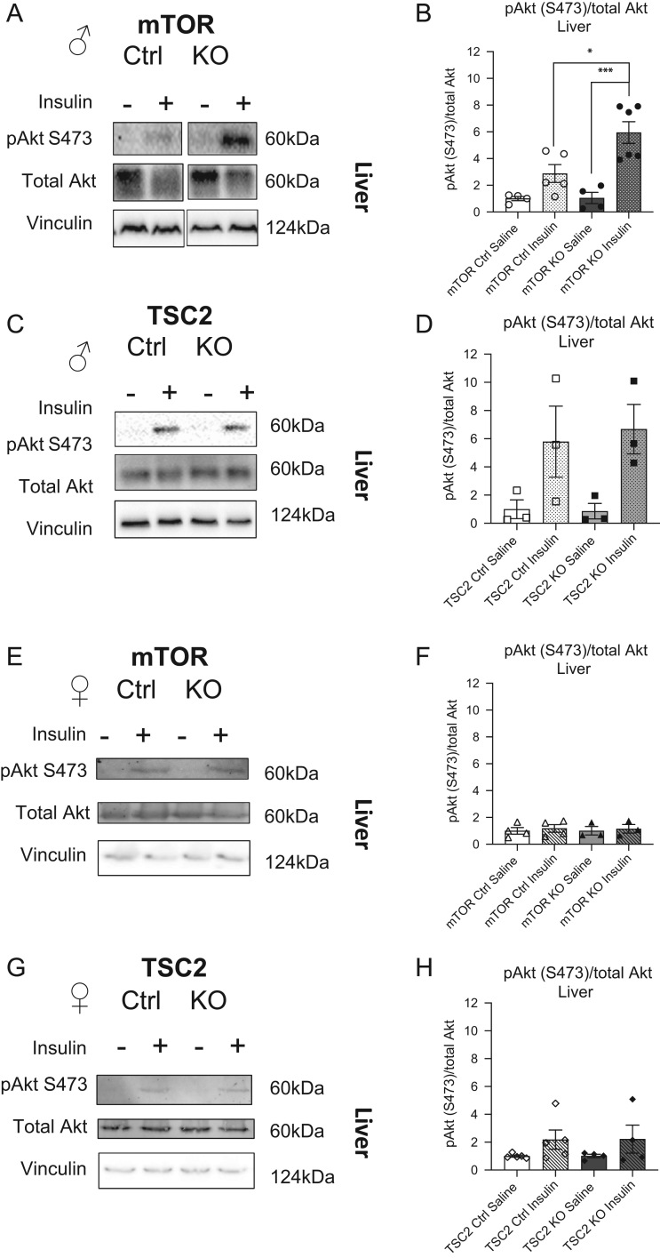 Impact of placental mTOR deficiency on peripheral insulin signaling in adult mice offspring.