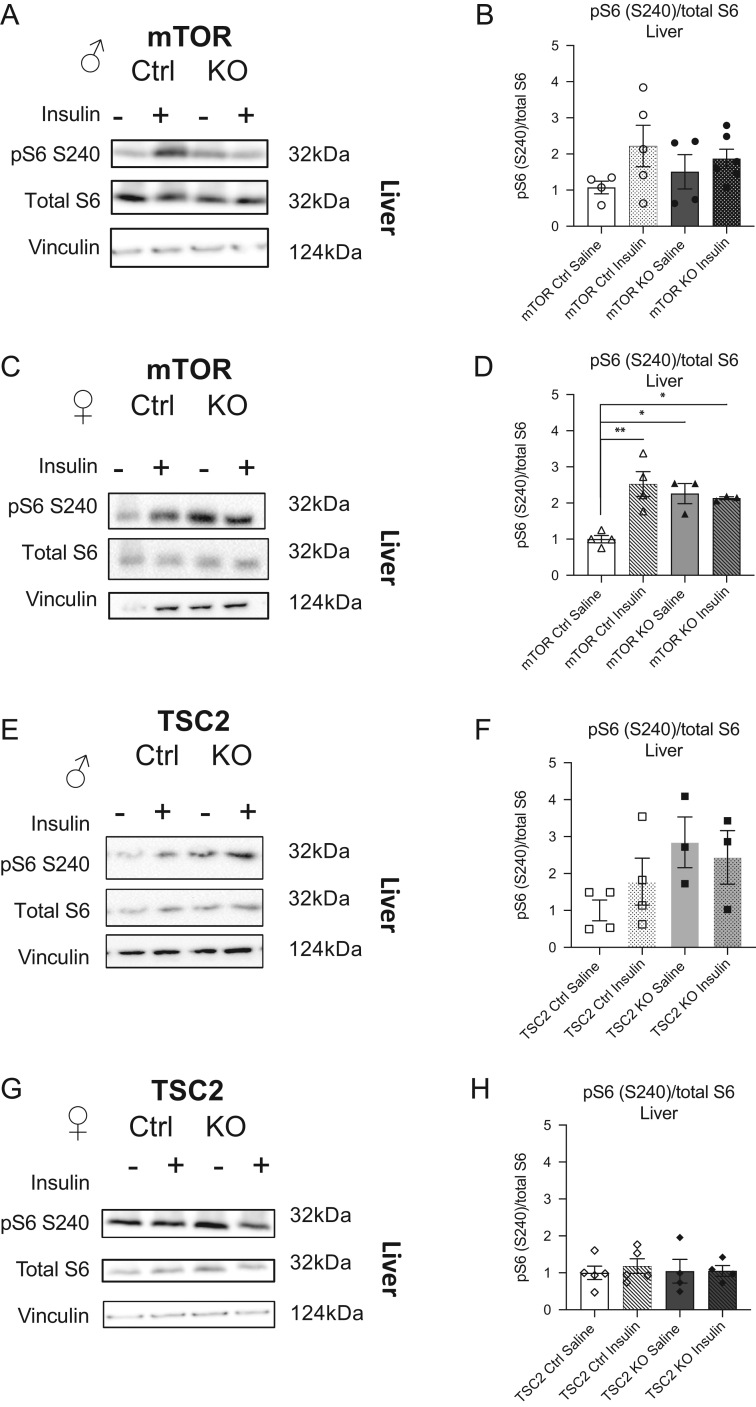 Impact of placental mTOR deficiency on peripheral insulin signaling in adult mice offspring.