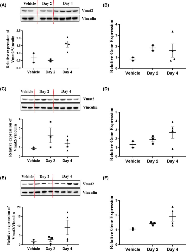 Dopaminergic cell protection and alleviation of neuropsychiatric disease symptoms by VMAT2 expression through the class I HDAC inhibitor TC-H 106.