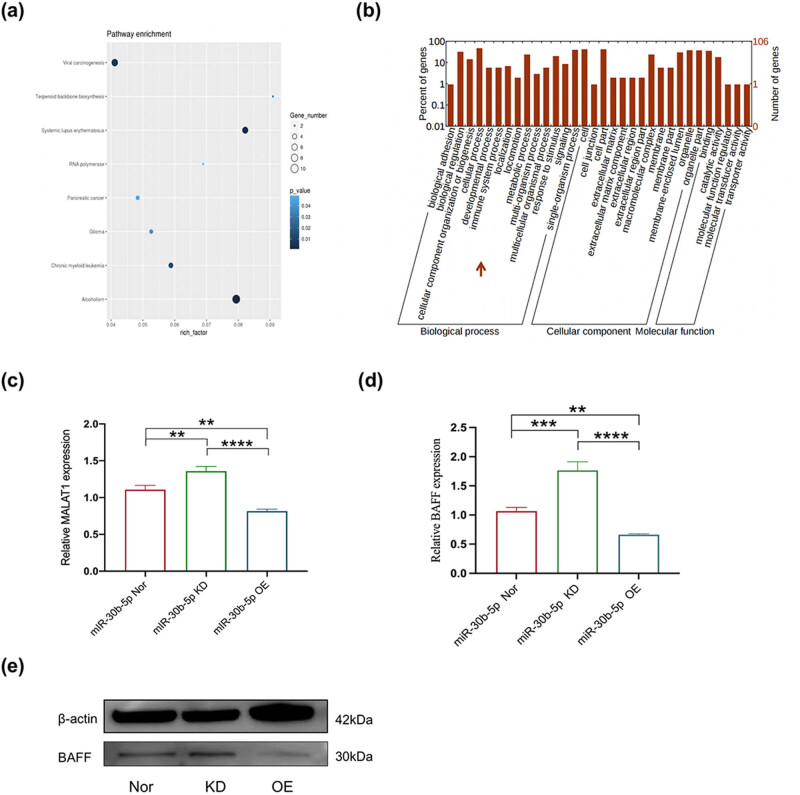 Excessive MALAT1 promotes the immunologic process of neuromyelitis optica spectrum disorder by upregulating BAFF expression.