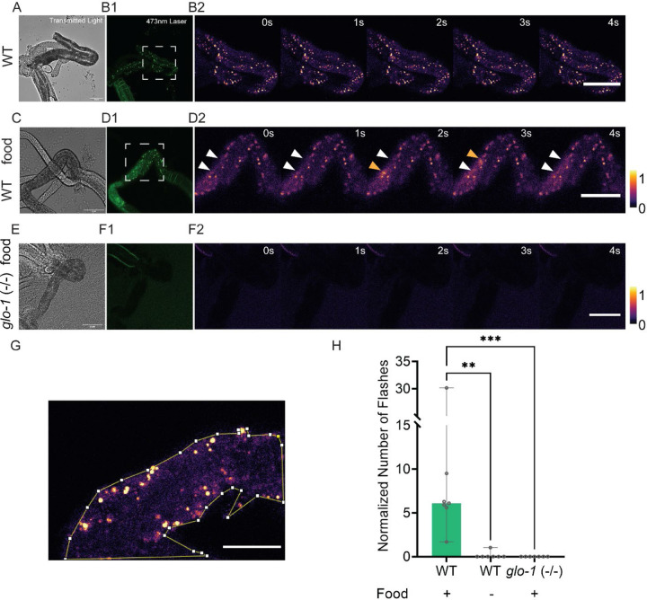 Blue light stimulated-autofluorescence green flash of lysosome-related organelles in the intestinal cells of nematodes.