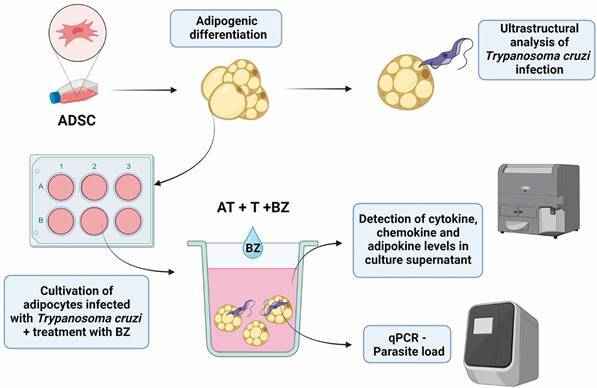 Benznidazole treatment decreases IL-6 levels in Trypanosoma cruzi-infected human adipocytes differentiated from adipose tissue-derived stem cells.