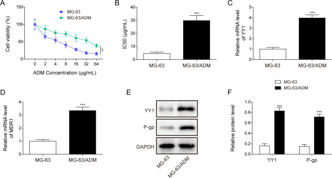 Metformin alleviates adriamycin resistance of osteosarcoma by declining YY1 to inhibit MDR1 transcriptional activity.