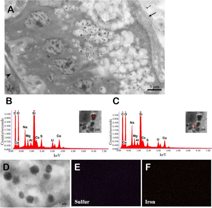 Difference in sulfur regulation mechanism between tube-dwelling and free-moving polychaetes sympatrically inhabiting deep-sea hydrothermal chimneys.