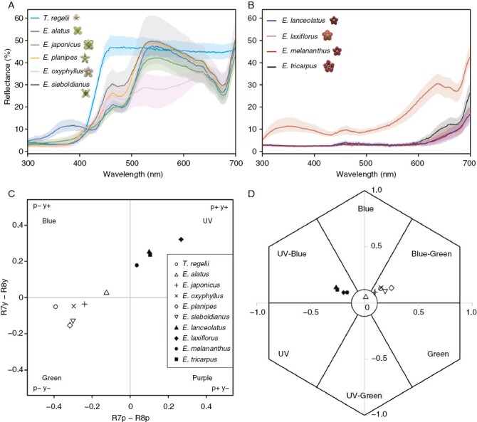 Adaptation to pollination by fungus gnats underlies the evolution of pollination syndrome in the genus Euonymus.