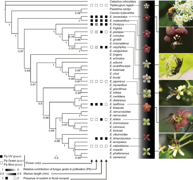 Adaptation to pollination by fungus gnats underlies the evolution of pollination syndrome in the genus Euonymus.