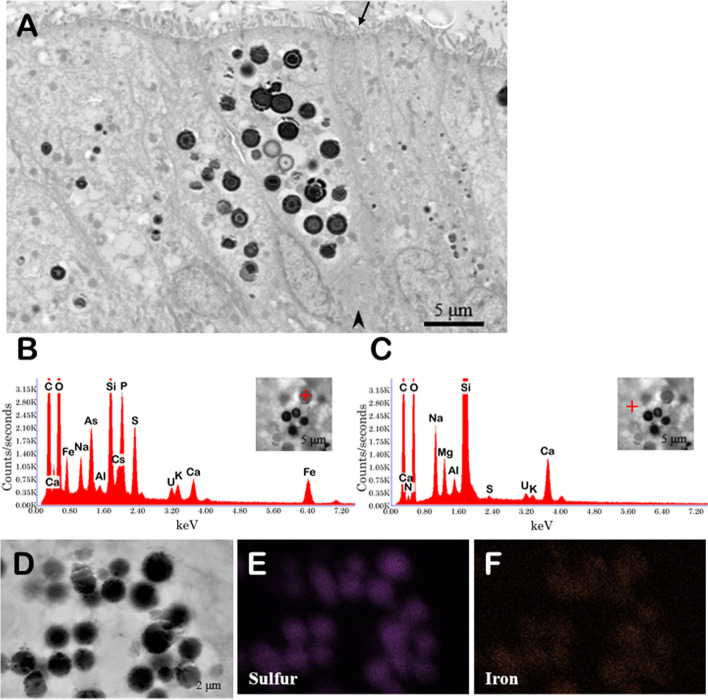 Difference in sulfur regulation mechanism between tube-dwelling and free-moving polychaetes sympatrically inhabiting deep-sea hydrothermal chimneys.