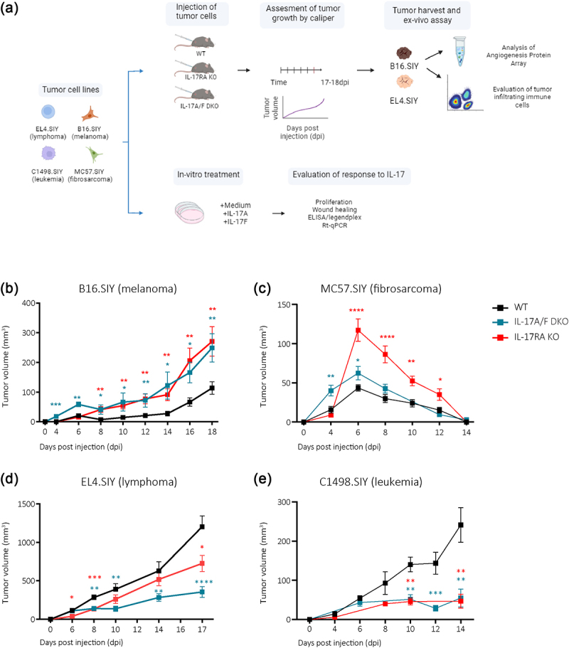 Interleukin-17 signaling influences CD8<sup>+</sup> T cell immunity and tumor progression according to the IL-17 receptor subunit expression pattern in cancer cells.