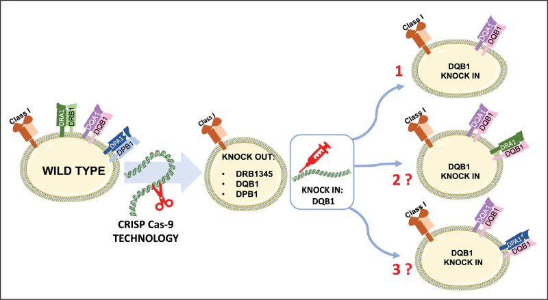 HLA-DQ antibodies in alloimmunity, what makes them different?