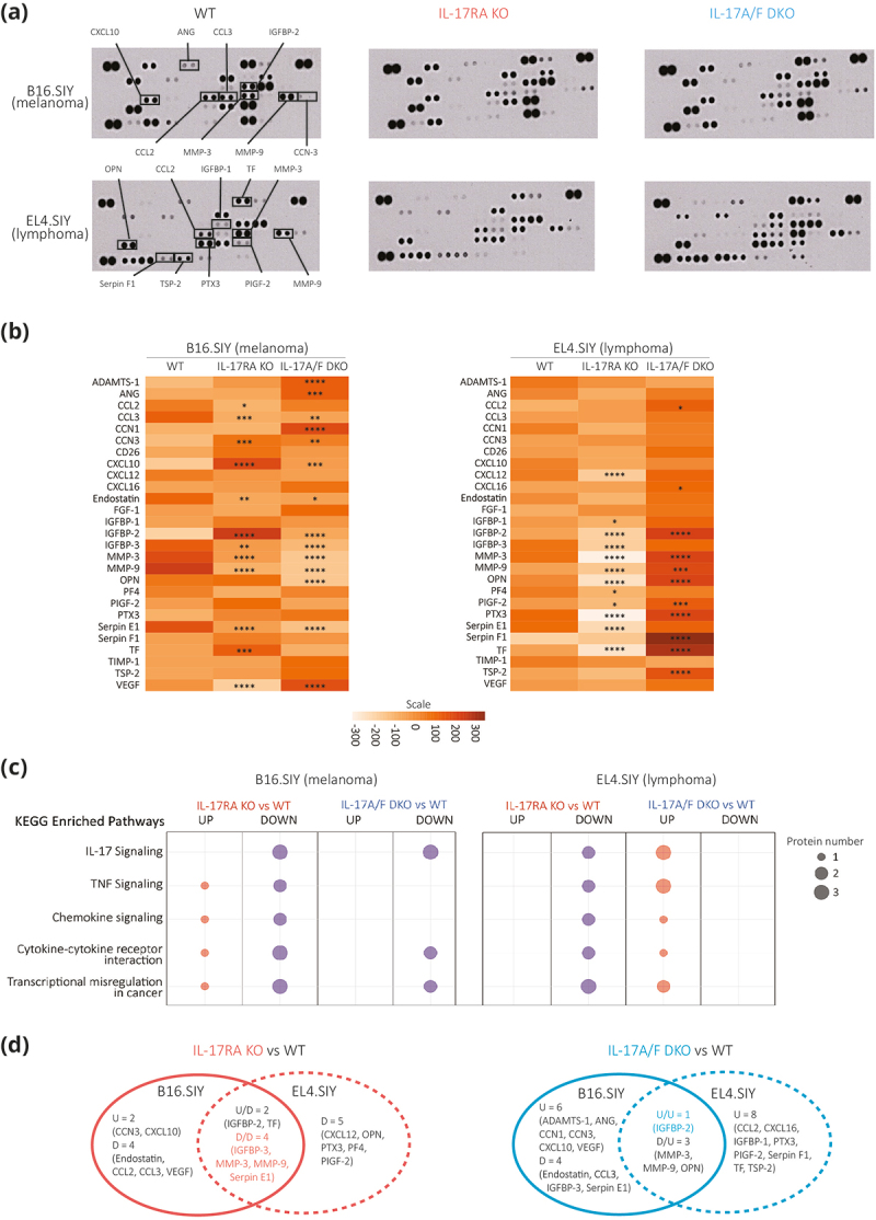 Interleukin-17 signaling influences CD8<sup>+</sup> T cell immunity and tumor progression according to the IL-17 receptor subunit expression pattern in cancer cells.