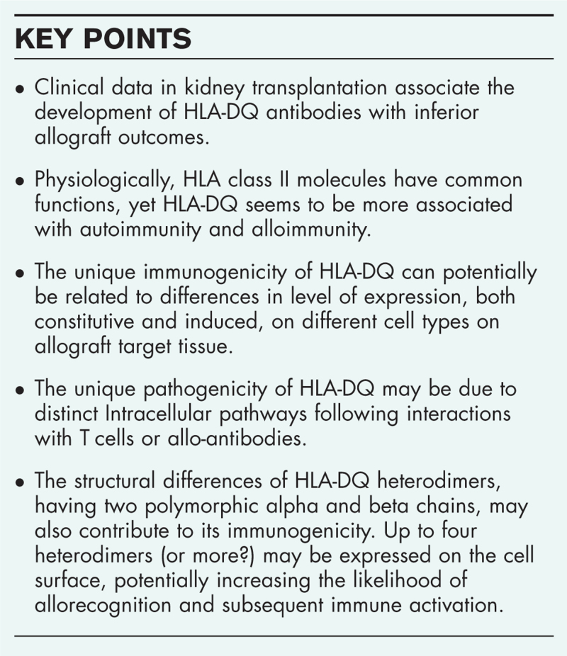 HLA-DQ antibodies in alloimmunity, what makes them different?