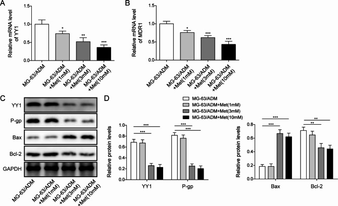 Metformin alleviates adriamycin resistance of osteosarcoma by declining YY1 to inhibit MDR1 transcriptional activity.