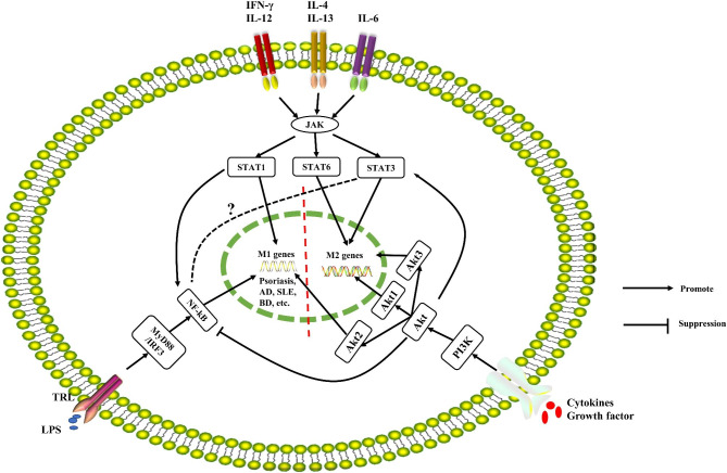 Advances in the study of macrophage polarization in inflammatory immune skin diseases.