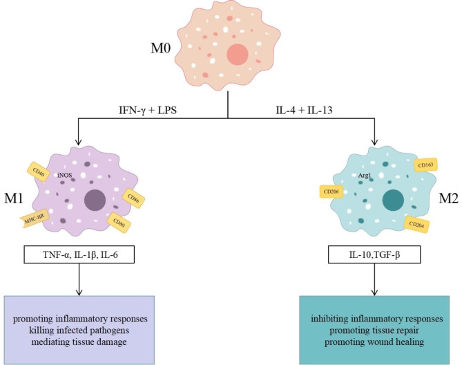 Advances in the study of macrophage polarization in inflammatory immune skin diseases.