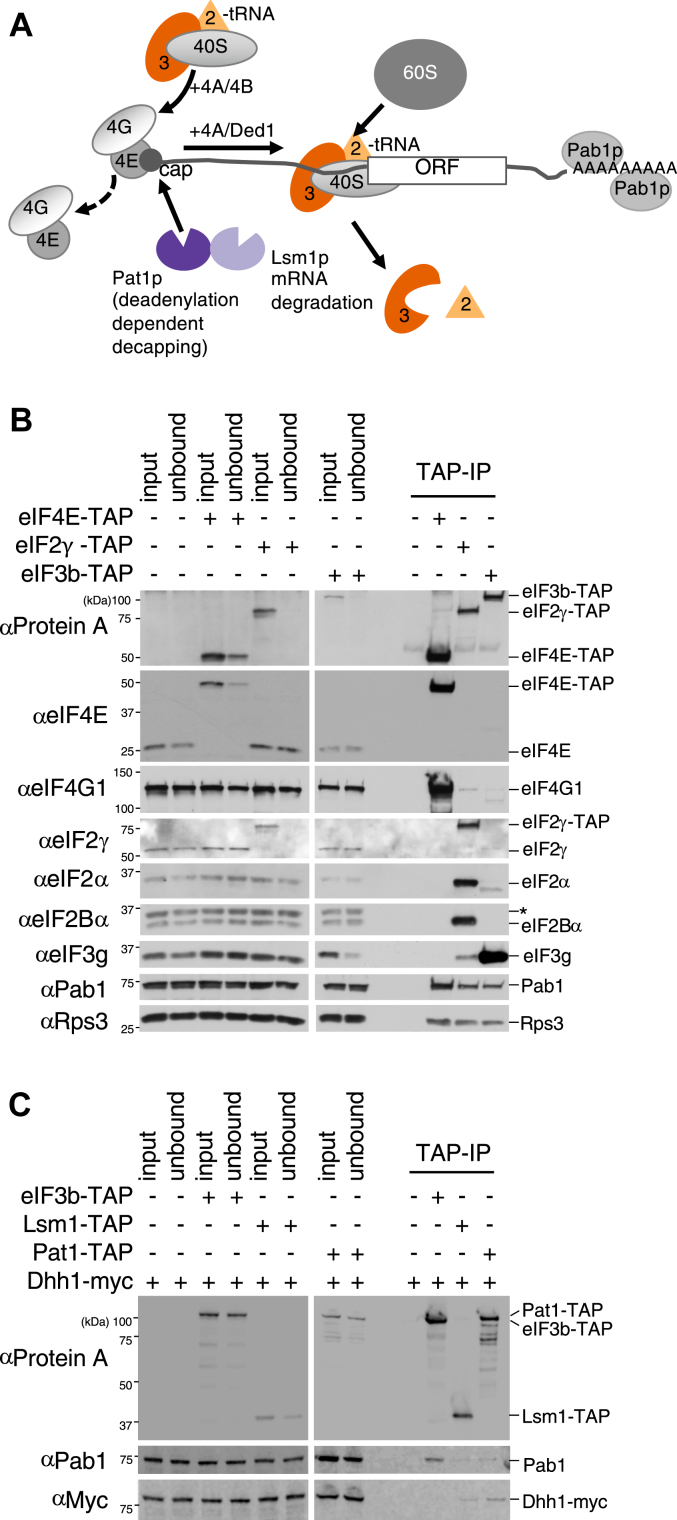 Translation factor and RNA binding protein mRNA interactomes support broader RNA regulons for posttranscriptional control.